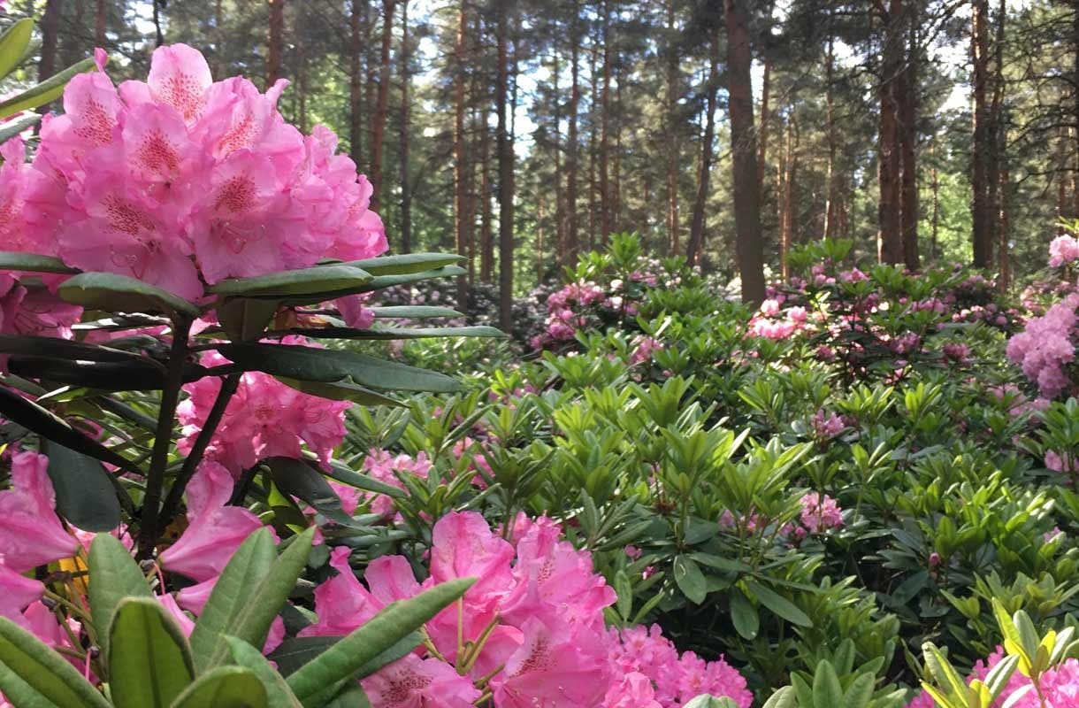 Haagan Alppiruusupuisto – satumainen puutarha keskellä Helsinkiä