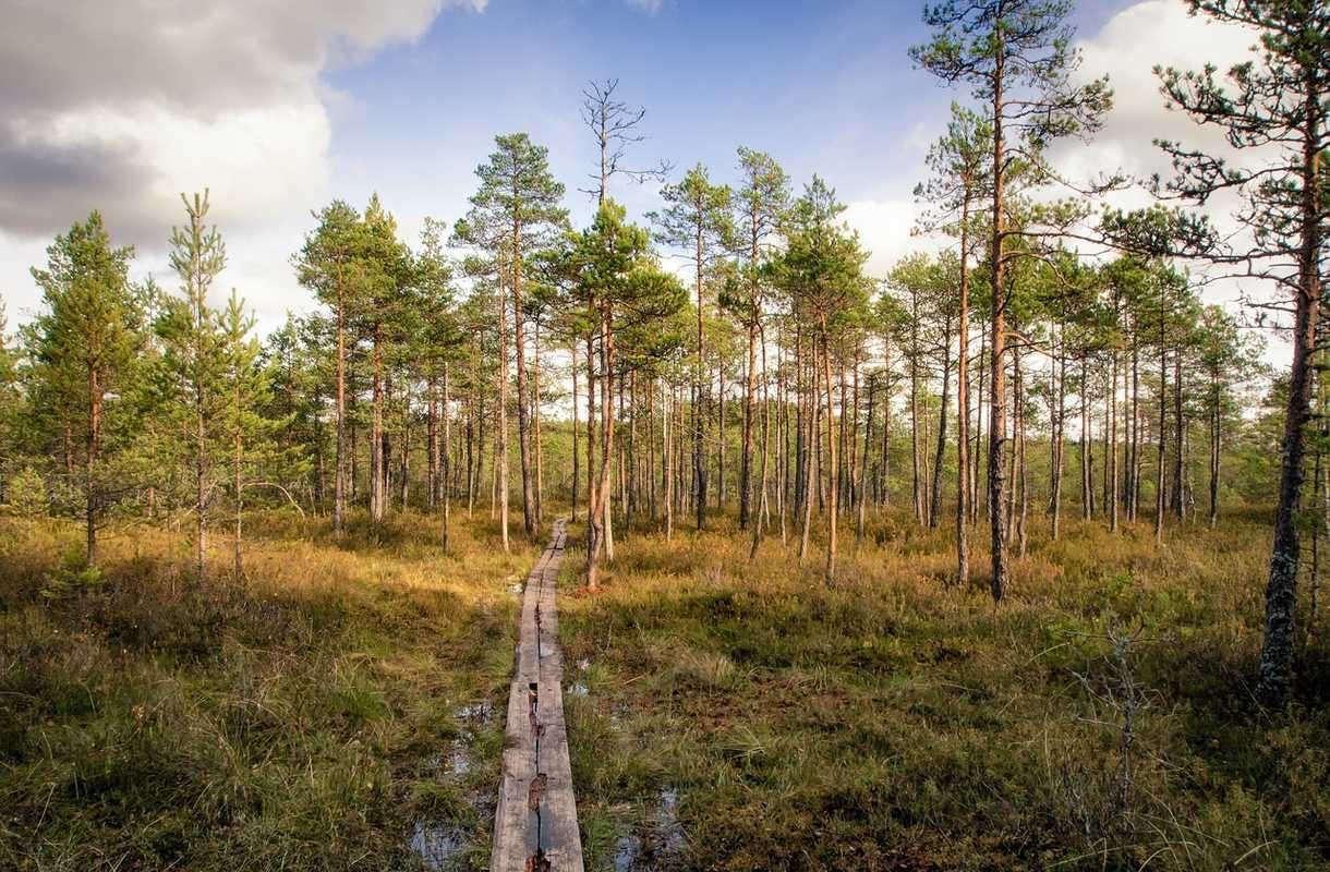 Suurpetoja ja jylhiä erämaita – koe Kuhmon hienoimmat matkaelämykset