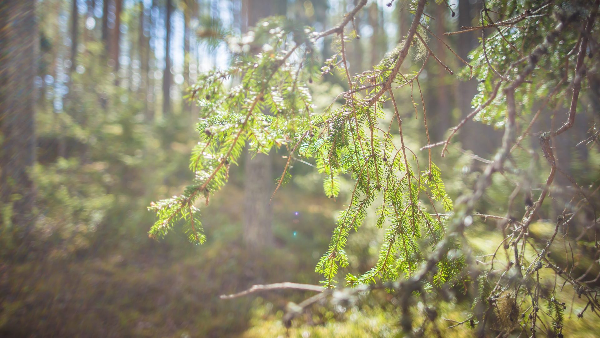 Isojärven kansallispuisto