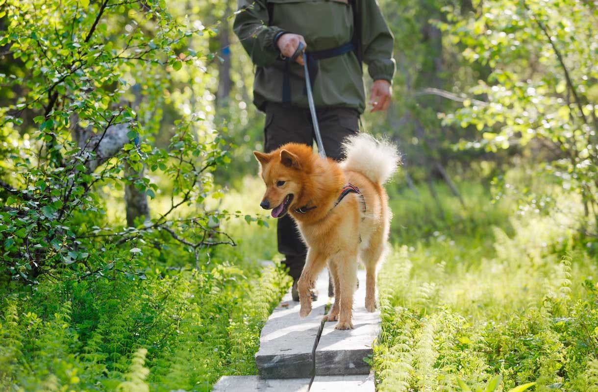 Erämaan elämyspolut ja Napapiirin ylitys – UKK-reitin kohokohdat Sallassa