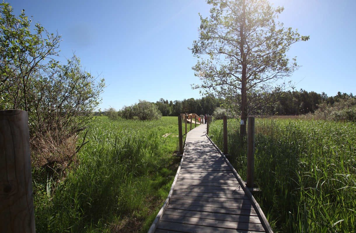 Helsingin ulkoilupaikat – vinkit luonnossa ulkoiluun 